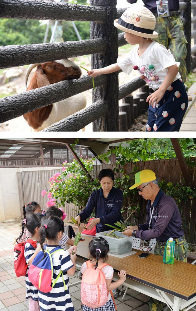 兒童牧場每天兩個時段開放小朋友餵食動物。