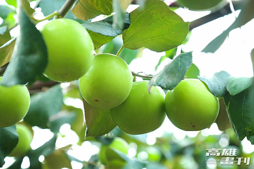 有「臺灣青蘋果」美譽的蜜棗一年一收，採收期從十二月底到翌年四月。(攝影/Carter)