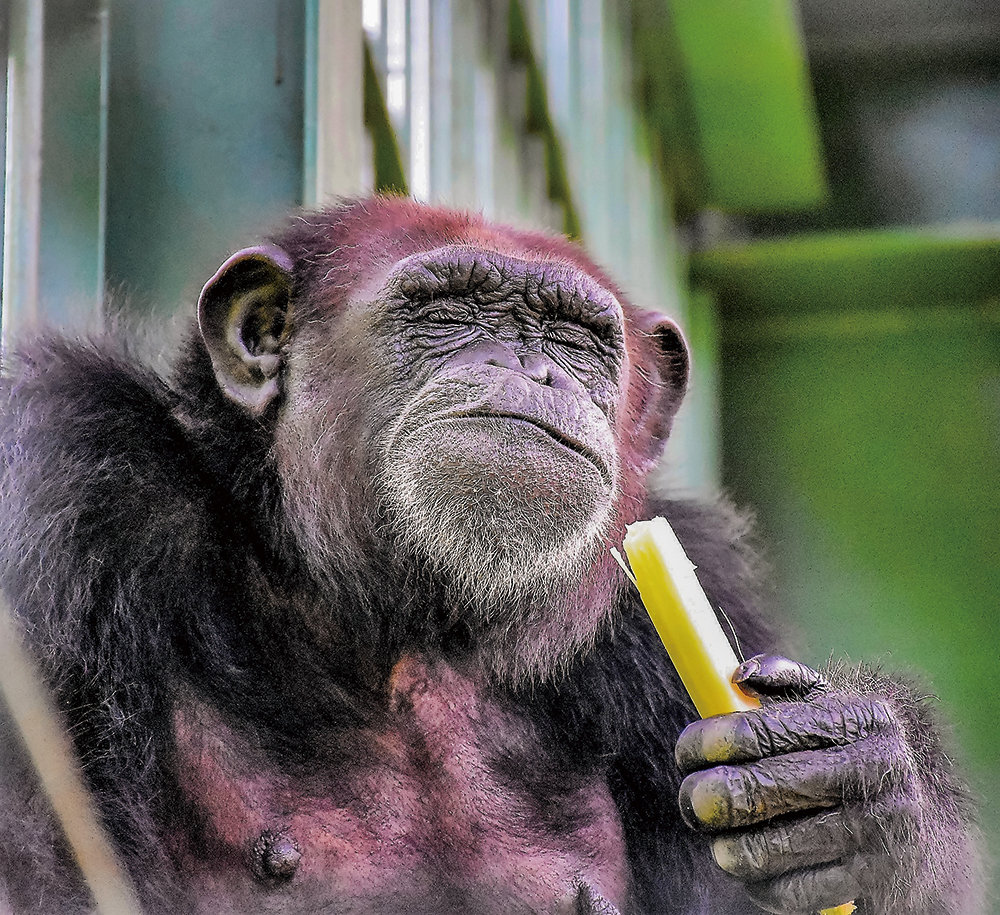Photo courtesy of Shoushan Zoo (Photo by Lin Yun-shuang)