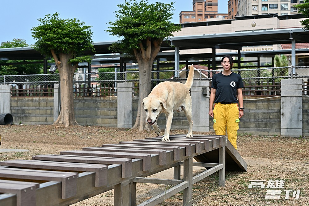 市府消防局領犬員鄭莛芸所訓練的搜救犬Aka靈活地走過水平梯，去年3月順利通過高級搜救犬認證。(攝影/Carter)