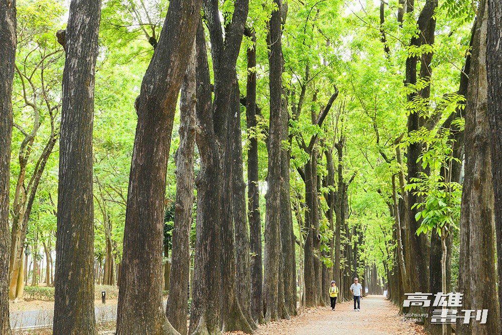 新威森林公園的地標「桃花心木大道」，筆直林蔭步道長約2公里，景色優美如畫。(攝影/ Naru)