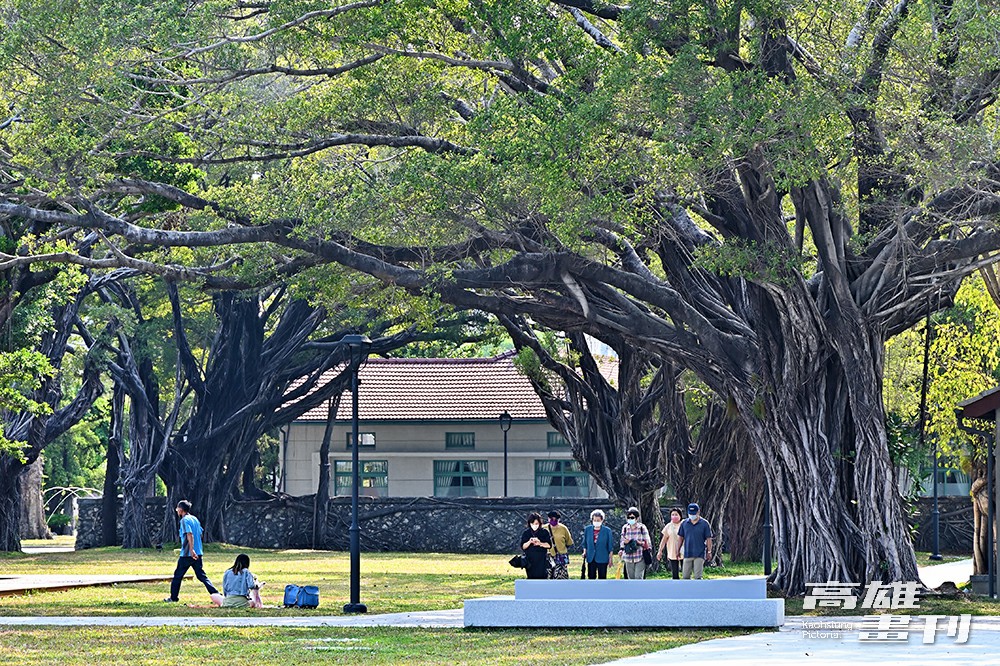 園區內歷經歲月的老樹群，提供民眾乘涼休憩空間。(攝影/Carter)